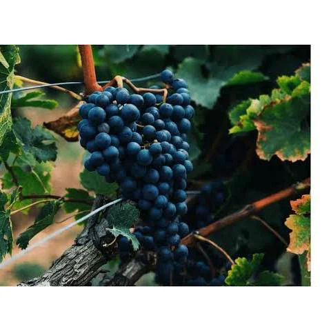 Touriga Nacional